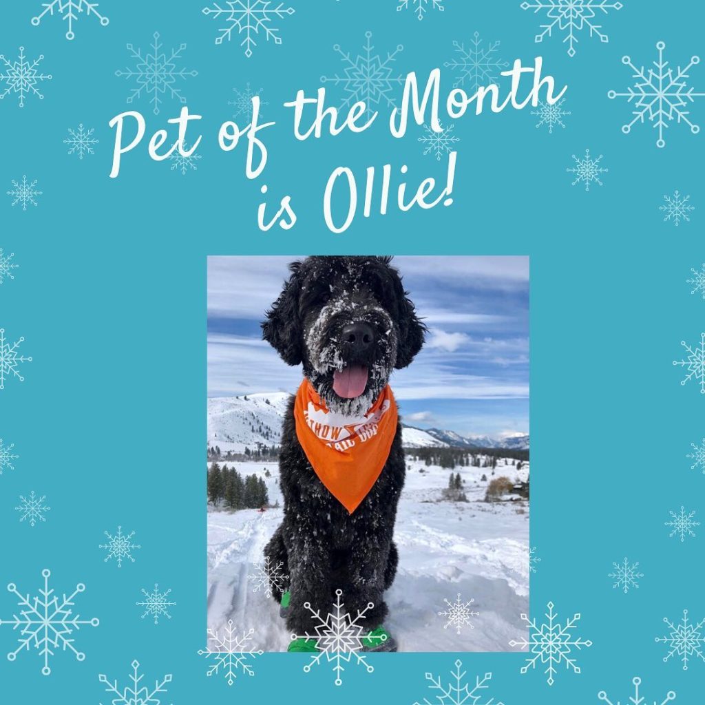 Pet of the Month is Ollie
