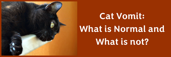 Cat Vomit What is Normal and What is Not? Seattle Veterinary Associates