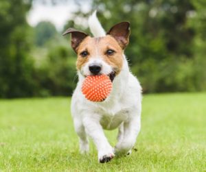 Dog Running with a ball
