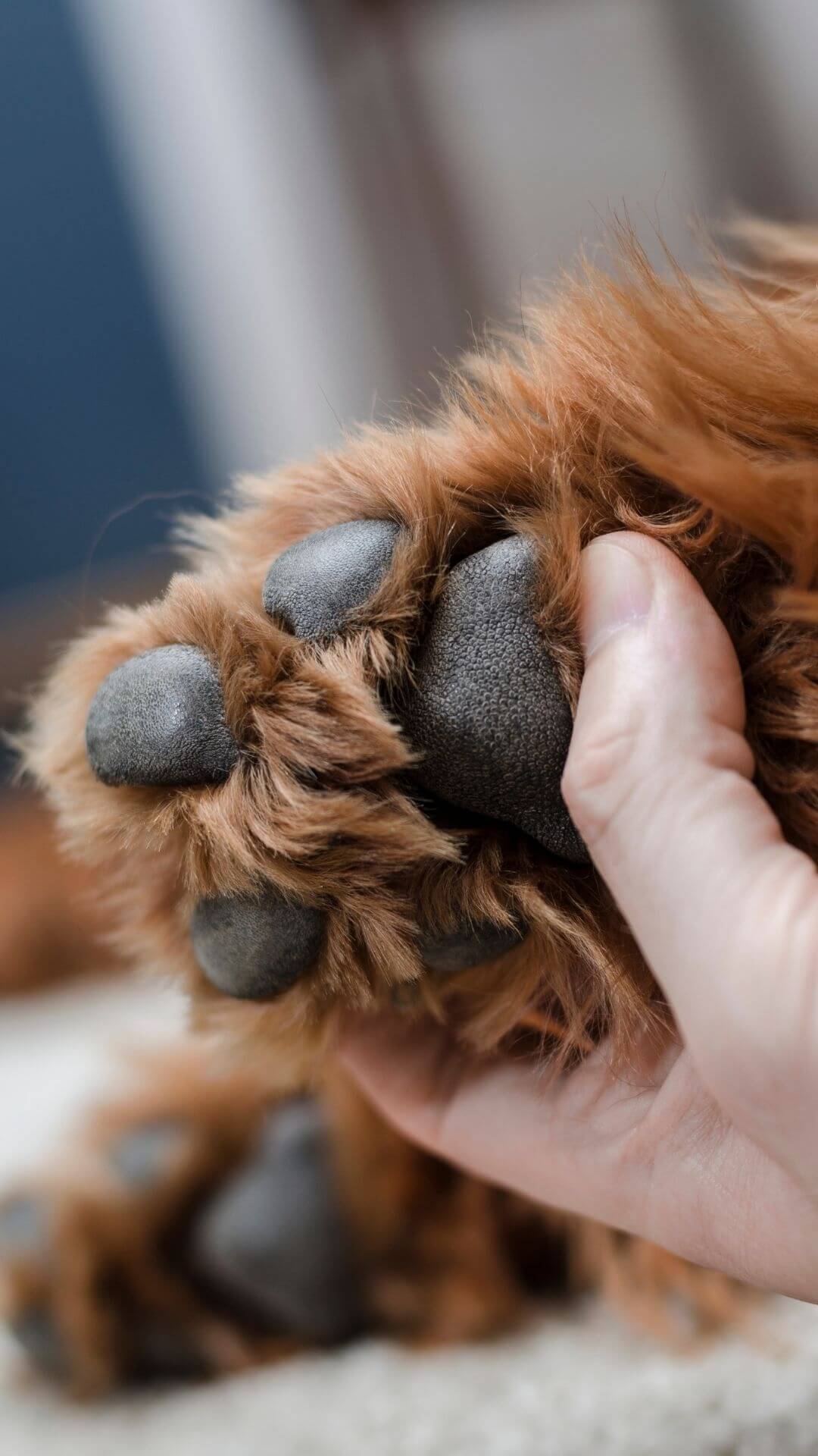 Seeds of Grass Seattle Veterinary Associates