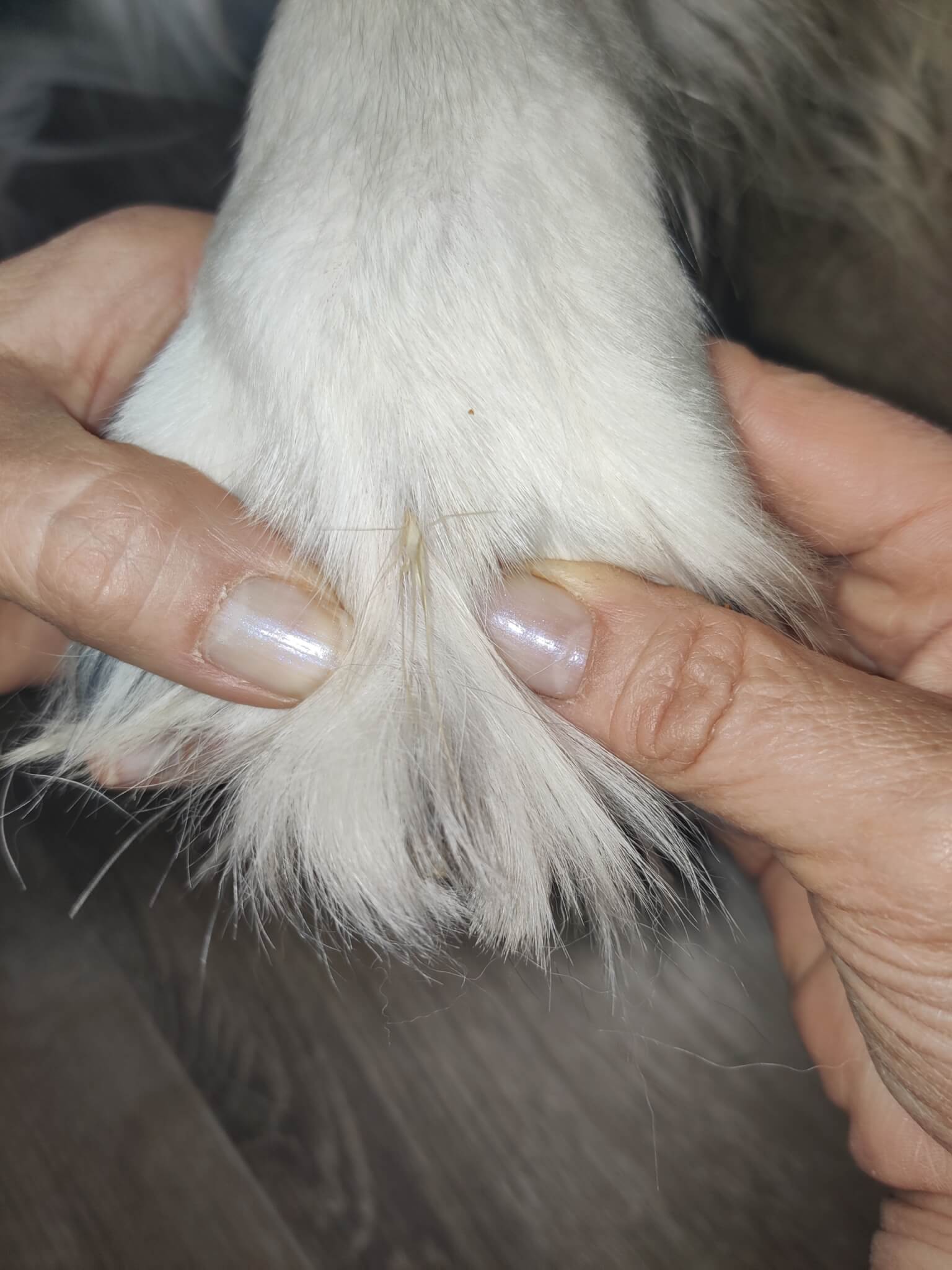Image of the top of a furry dog paw with the toes spread. A grass seed (foxtail) is visible between the toes.