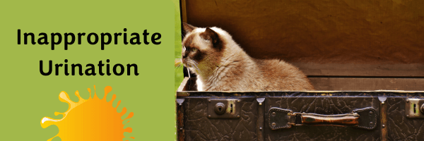 Cat urinating in suitcase
