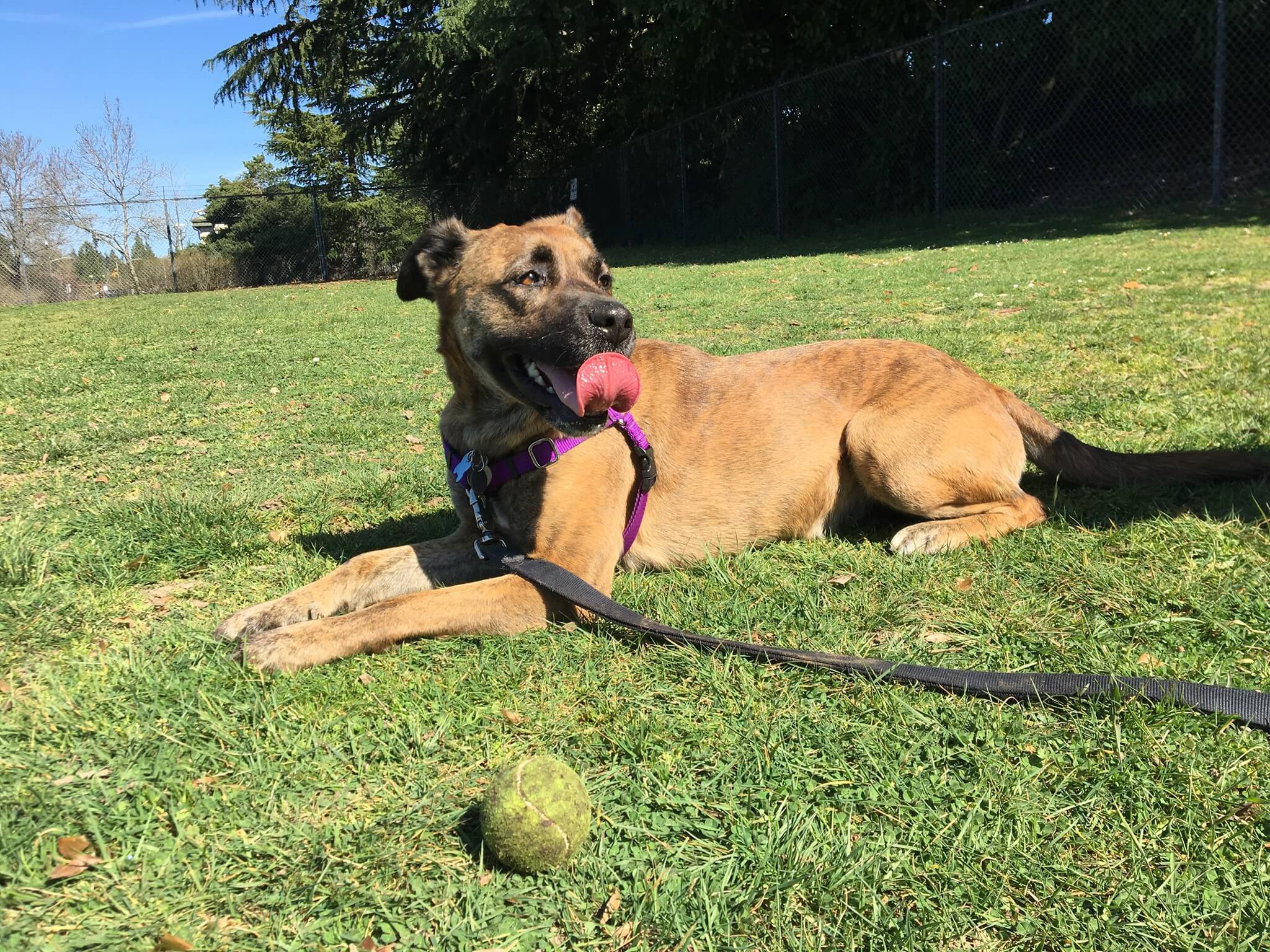 At the dog park with a ball
