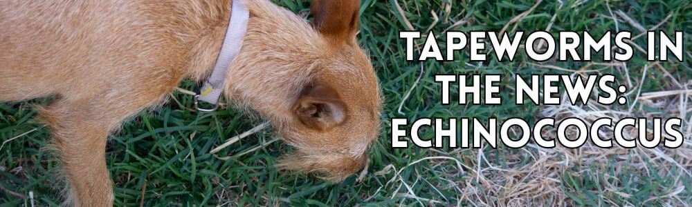 Echinococcus: Tapeworms in the News